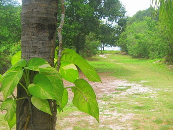 Langkawi, Tropical Resort